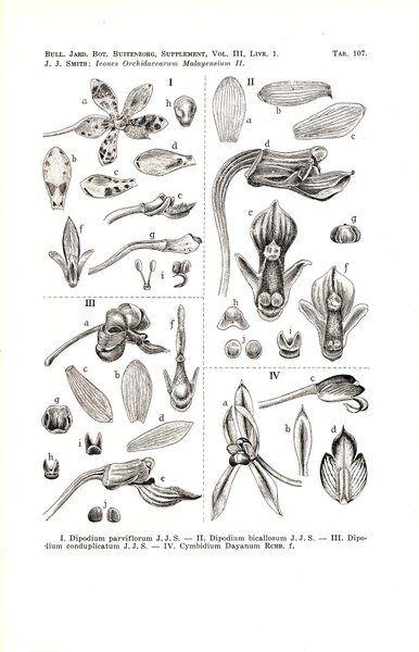 Dipodium bicallosum orchidee met witte bloemen en groene bladeren.