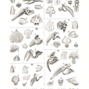 Witte orchidee op kleigrond met donkere bladeren.