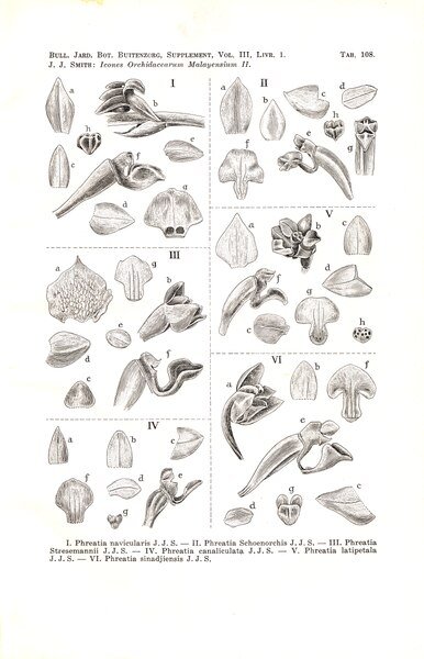 Witte orchidee op kleigrond met donkere bladeren.