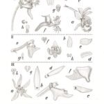 Illustratie van Ornithochilus orchidee uit 1938, paarse bloemen op witte achtergrond.
