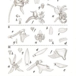 Illustratie van Ornithochilus orchidee uit 1938, paarse bloemen op witte achtergrond.