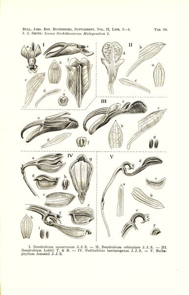 Dendrobium lobbii orchidee bloem in wit en paars.