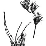 Sierlijk groen blad van Bouteloua chondrosioides gras.