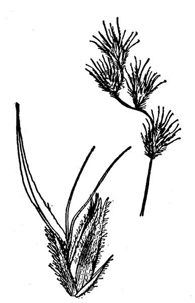 Sierlijk groen blad van Bouteloua chondrosioides gras.