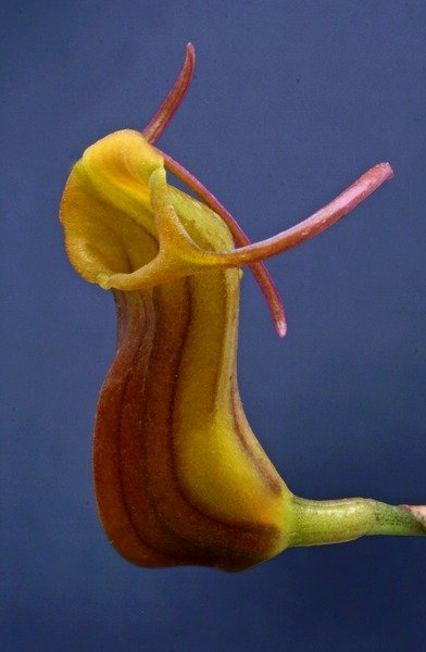 Purple Masdevallia unguentum orchid with delicate petals and green leaves.