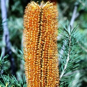 Banksia 'Giant Candles' met slanke, rechtopstaande bloemtrossen en groen blad.