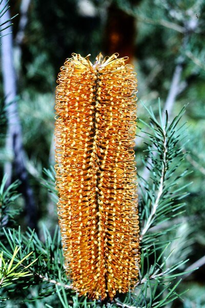 Banksia 'Giant Candles' met slanke, rechtopstaande bloemtrossen en groen blad.