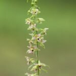 Epipactis helleborine bloem met brede bladeren op zandgrond in schaduw.