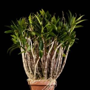 Close-up van witte Dendrobium orchidee bloem met gele lip.