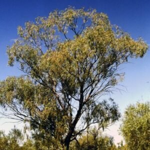 Eucalyptus coolabah boom met zilvergrijze bladeren groeiend langs de Wilson River.