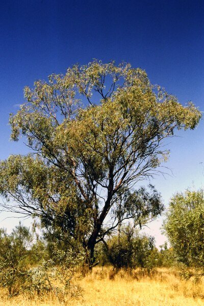 Eucalyptus coolabah boom met zilvergrijze bladeren groeiend langs de Wilson River.