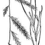 Botanische tekening van Bouteloua radicosa plant met fijne bladeren en bloeiende aren.