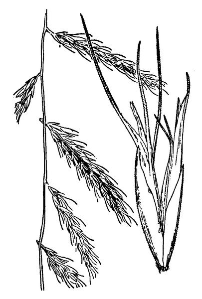 Botanische tekening van Bouteloua radicosa plant met fijne bladeren en bloeiende aren.