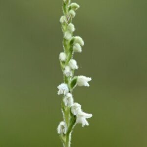 Kruipende Vrouwenorchidee met groene bladeren en witte bloemen.