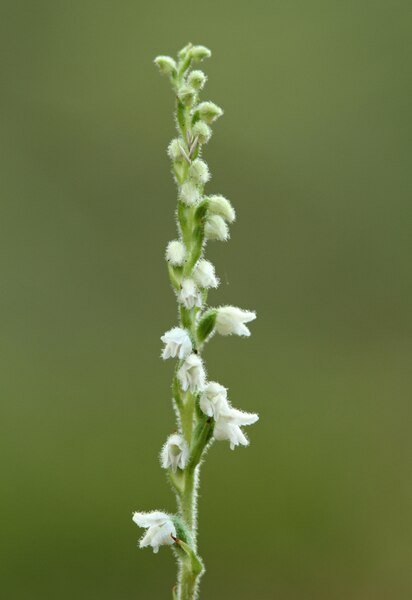 Kruipende Vrouwenorchidee met groene bladeren en witte bloemen.