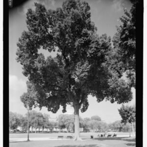 Amerikaanse iep 'Jefferson' boom met groene bladeren en ruwe schors.