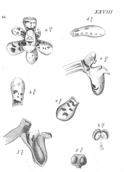 Pomatocalpa macphersonii orchidee bloem in wit met lichte roze tinten en groene bladeren.