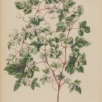Ampelopsis glandulosa plant met groene bladeren en rode bessen.