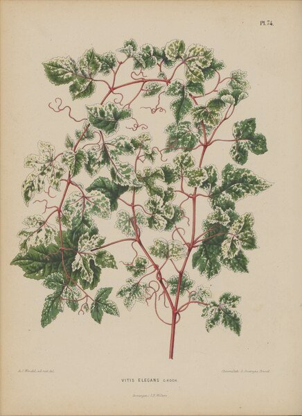 Ampelopsis glandulosa plant met groene bladeren en rode bessen.