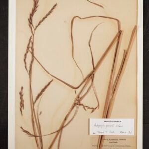 Andropogon gerardii met zachte bloeiaren in natuurlijke omgeving.