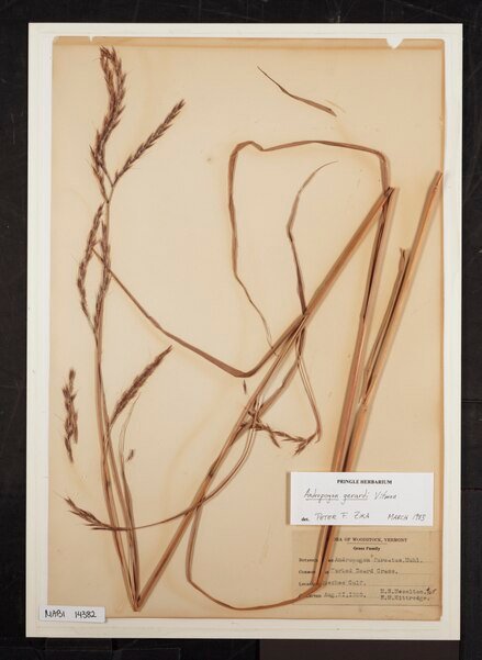 Andropogon gerardii met zachte bloeiaren in natuurlijke omgeving.