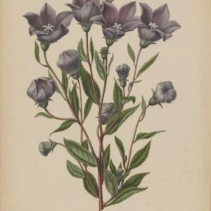 Paarse bloemen en groen blad van Platycodon grandiflorus in tuin.