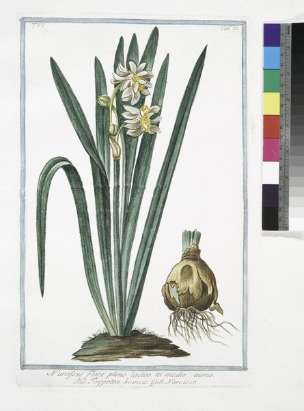 Narcis bloem met witte bloemblaadjes en gouden centrum.