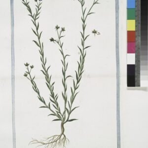 Blauwe vlasbloem in volle bloei tegen groene bladeren.