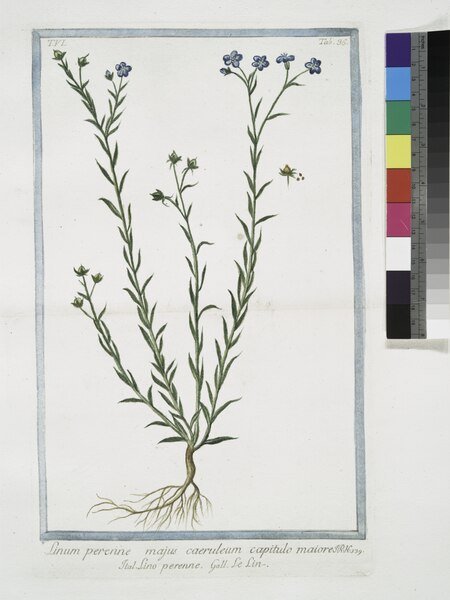 Blauwe vlasbloem in volle bloei tegen groene bladeren.