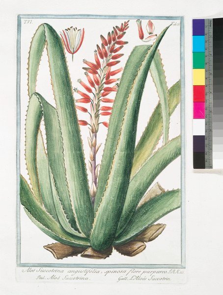 Aloe Succotrina plant met smalle bladeren en paarse bloem.