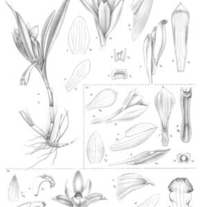 Trichotosia orchidee in roze en groene tinten.