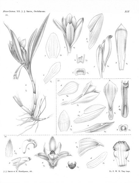 Trichotosia orchidee in roze en groene tinten.