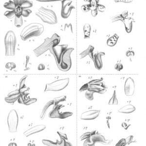 Pomatocalpa marsupiale orchidee met witte en paarse bloemblaadjes op botanische illustratie.