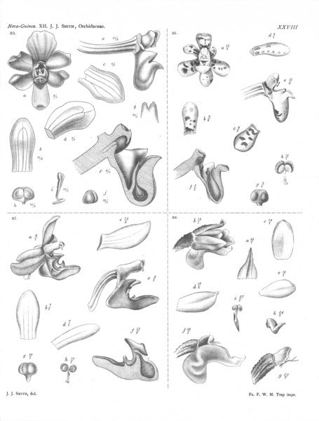 Pomatocalpa marsupiale orchidee met witte en paarse bloemblaadjes op botanische illustratie.