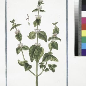 Heldergroen blad van Ballota (andijvieblad) met rode bloemen.