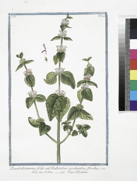 Heldergroen blad van Ballota (andijvieblad) met rode bloemen.