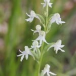 Witte Habenaria bloem met groen blad op donkere achtergrond.