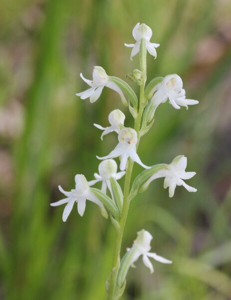 Witte Habenaria bloem met groen blad op donkere achtergrond.