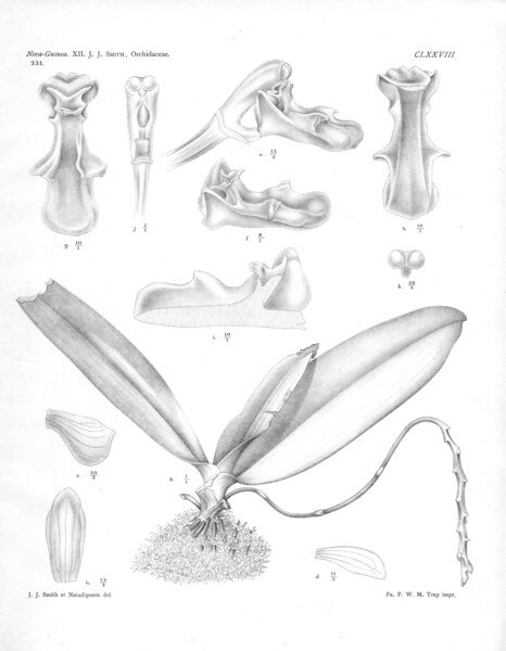 Prachtige witte bloemen op groene bladeren van Dryadorchis op donkere achtergrond.