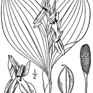 Witte orchidee Galearis spectabilis met paarse spikkels en groene bladeren.