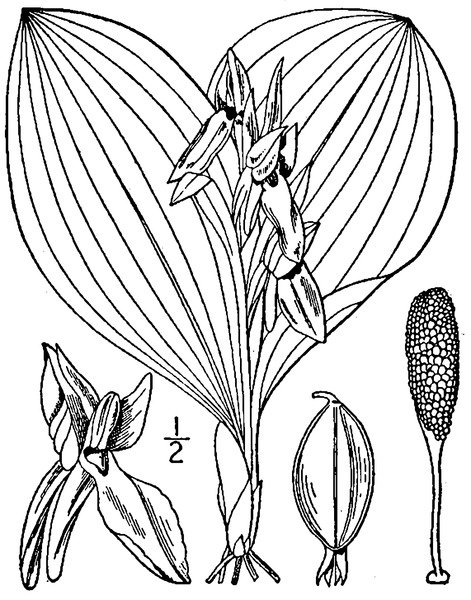 Witte orchidee Galearis spectabilis met paarse spikkels en groene bladeren.