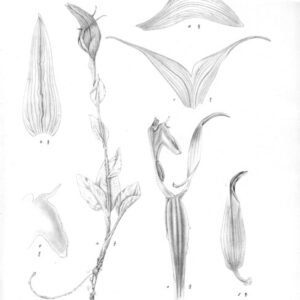 Pterostylis papuana orchidee botanische tekening groene en witte bloem 1915.
