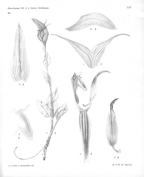 Pterostylis papuana orchidee botanische tekening groene en witte bloem 1915.