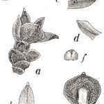 Adenoncos buruensis orchidee in volle bloei op botanische illustratie.