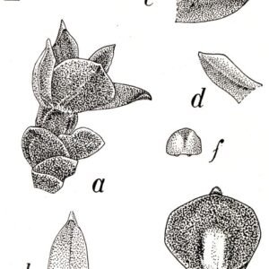 Adenoncos buruensis orchidee in volle bloei op botanische illustratie.