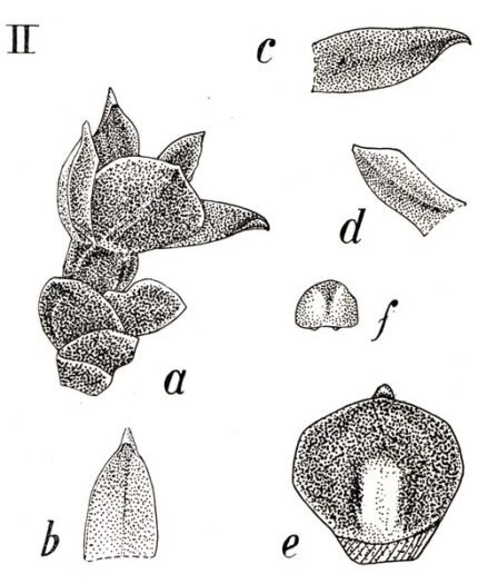 Adenoncos buruensis orchidee in volle bloei op botanische illustratie.