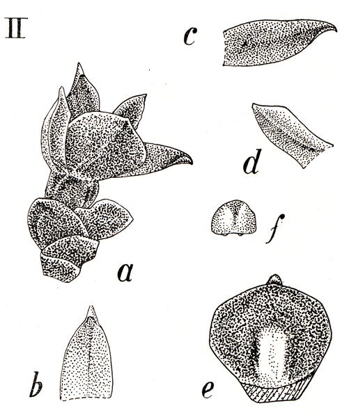 Adenoncos buruensis orchidee in volle bloei op botanische illustratie.