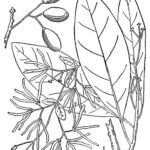 Chionanthus virginicus bloeiende witte fringetree plant met groene bladeren en witte bloemen.