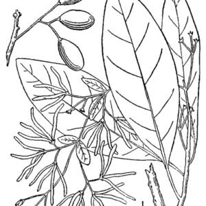 Chionanthus virginicus bloeiende witte fringetree plant met groene bladeren en witte bloemen.