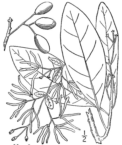 Chionanthus virginicus bloeiende witte fringetree plant met groene bladeren en witte bloemen.